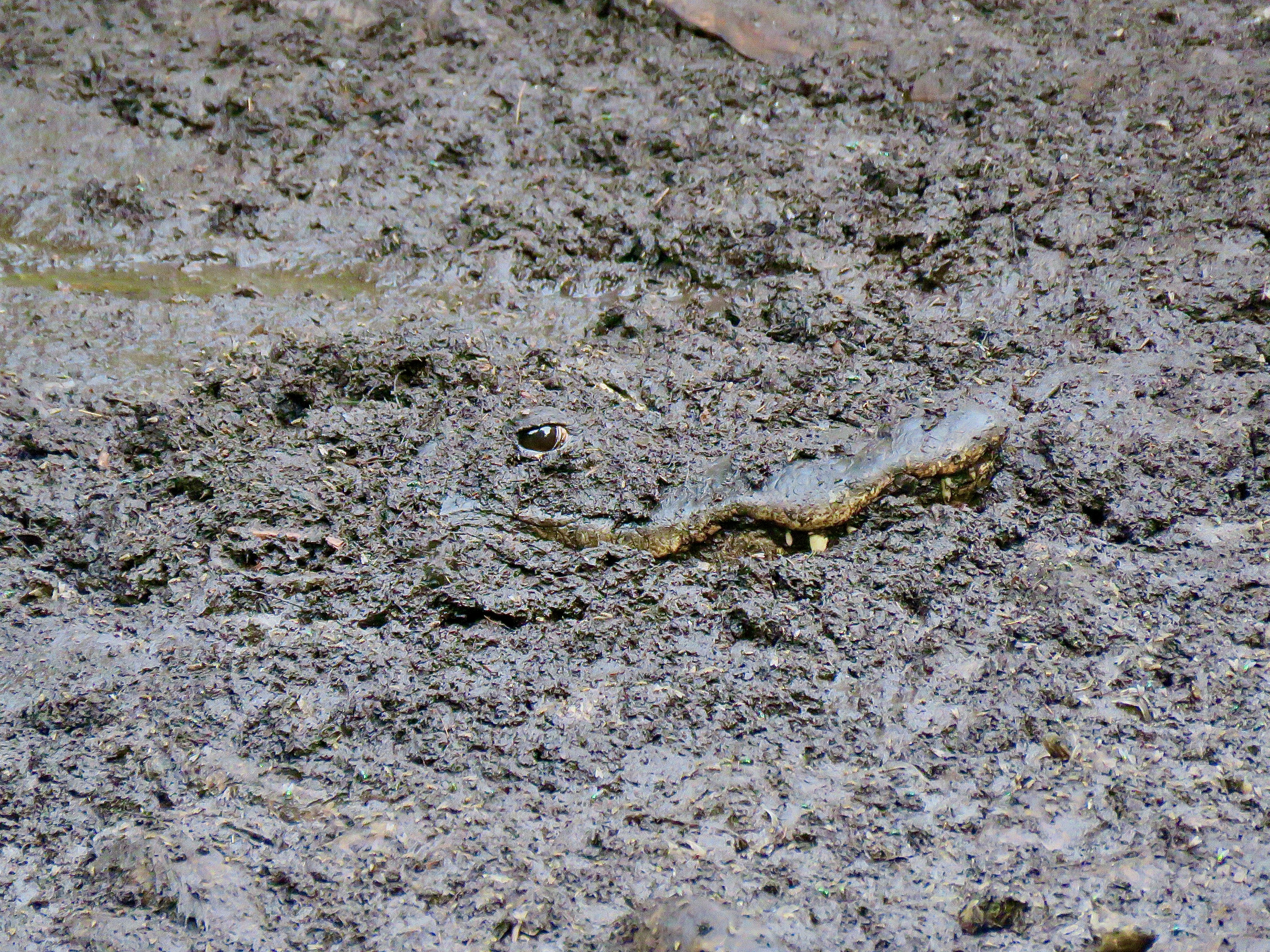 An alligator peeking out from under a mud bath
